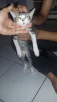 Simba