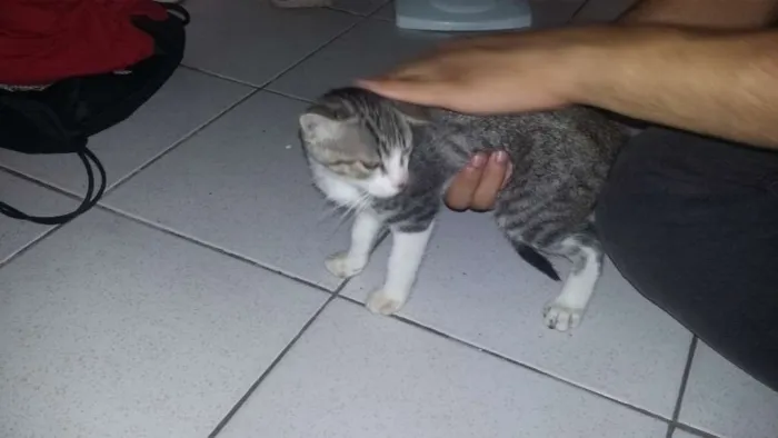 Gato ra a  idade 2 a 6 meses nome Simba