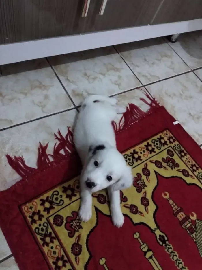 Cachorro ra a Pinther c/ puldo idade 2 a 6 meses nome Mel