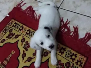 Cachorro raça Pinther c/ puldo idade 2 a 6 meses nome Mel