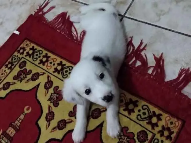 Cachorro ra a Pinther c/ puldo idade 2 a 6 meses nome Mel
