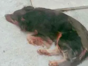 Cachorro raça Srd  idade 4 anos nome Pele