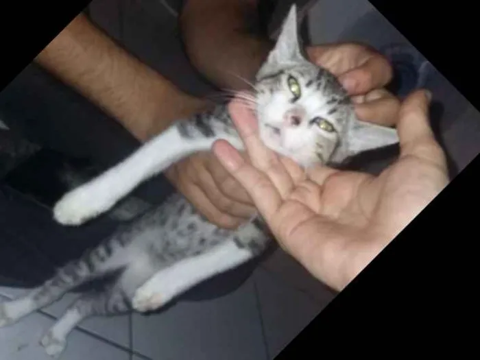 Gato ra a  idade 2 a 6 meses nome Simba