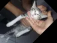 Simba