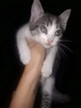 Amora