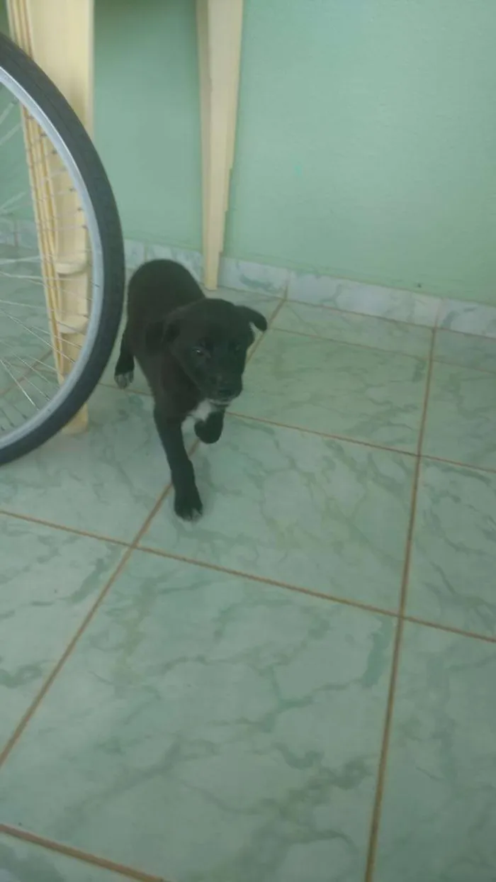 Cachorro ra a Vira lata idade 2 a 6 meses nome Aínda sem nome