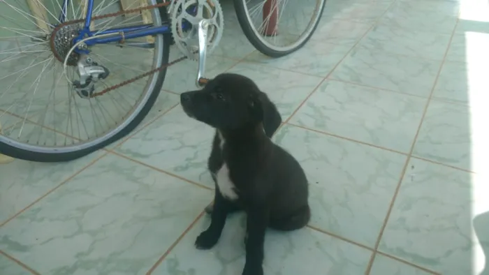 Cachorro ra a Vira lata idade 2 a 6 meses nome Aínda sem nome