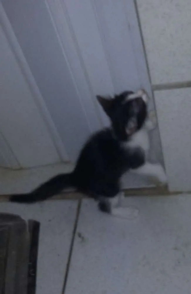 Gato ra a  idade 2 a 6 meses nome Ariana