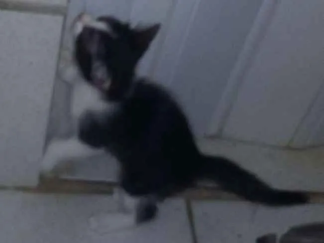 Gato ra a  idade 2 a 6 meses nome Ariana