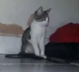 Amora
