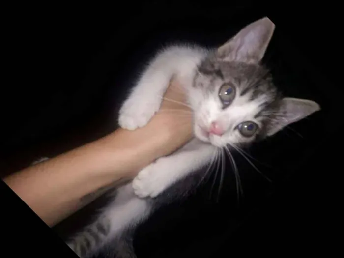 Gato ra a  idade 2 a 6 meses nome Amora