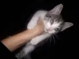 Amora