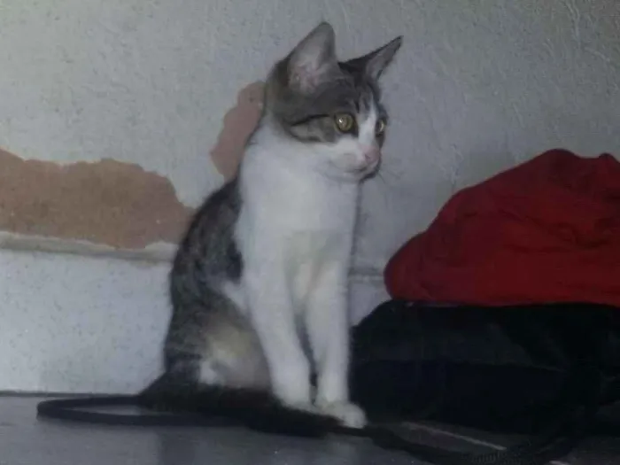 Gato ra a  idade 2 a 6 meses nome Amora