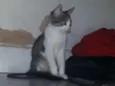 Amora