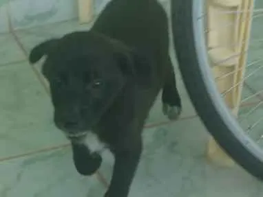 Cachorro ra a Vira lata idade 2 a 6 meses nome Aínda sem nome