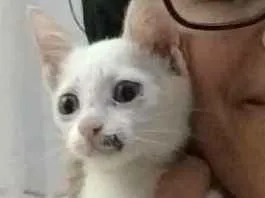 Gato ra a De rua idade Abaixo de 2 meses nome Costelinha