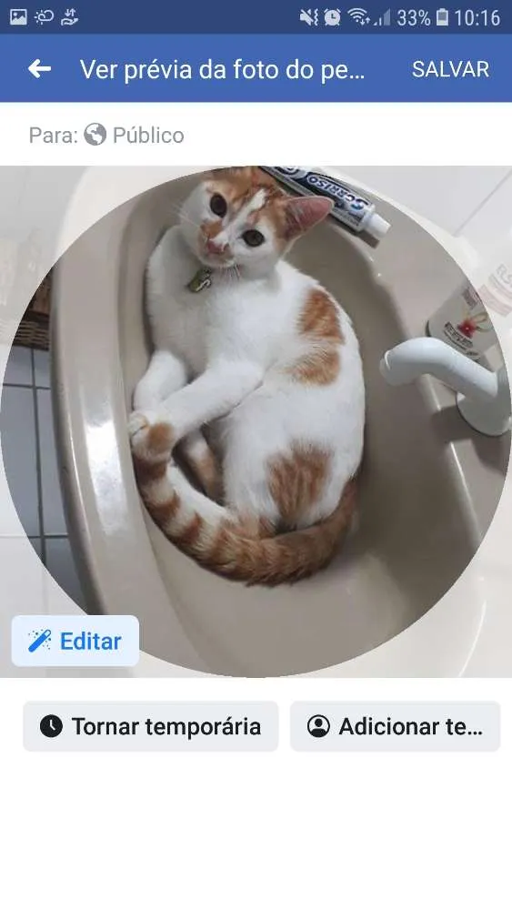 Gato ra a Não sei a raça  idade 1 ano nome Sem nome