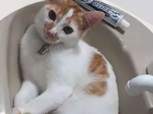 Gato raça Não sei a raça  idade 1 ano nome Sem nome