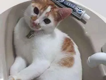 Gato ra a Não sei a raça  idade 1 ano nome Sem nome