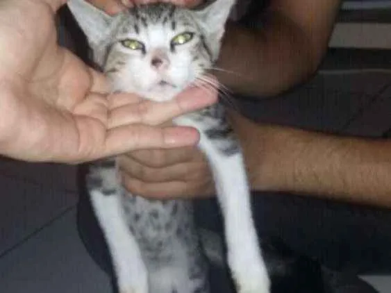 Gato ra a  idade 2 a 6 meses nome Simba