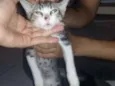 Simba