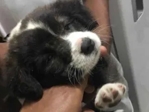 Cachorro raça Sem raça idade 2 a 6 meses nome Sem nome