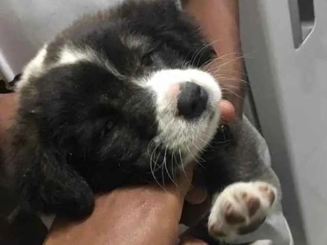 Cachorro ra a Sem raça idade 2 a 6 meses nome Sem nome