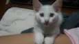 Gatos filhotes