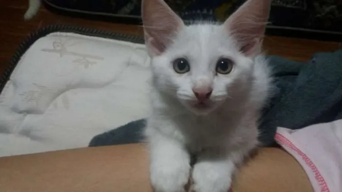 Gato ra a SRD idade Abaixo de 2 meses nome Gatos filhotes