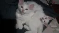 Gatos filhotes