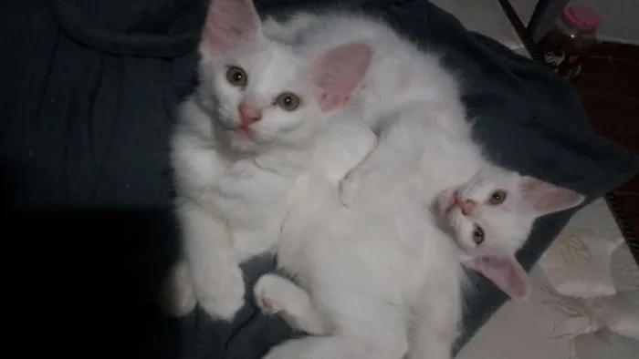 Gato ra a SRD idade Abaixo de 2 meses nome Gatos filhotes