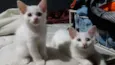 Gatos filhotes