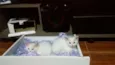 Gatos filhotes