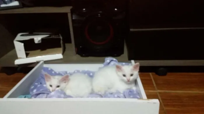 Gato ra a SRD idade Abaixo de 2 meses nome Gatos filhotes
