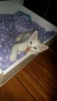 Gatos filhotes