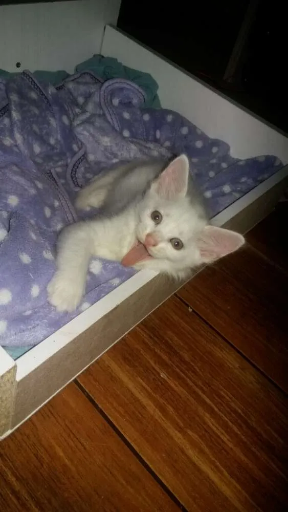 Gato ra a SRD idade Abaixo de 2 meses nome Gatos filhotes