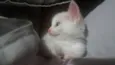 Gatos filhotes