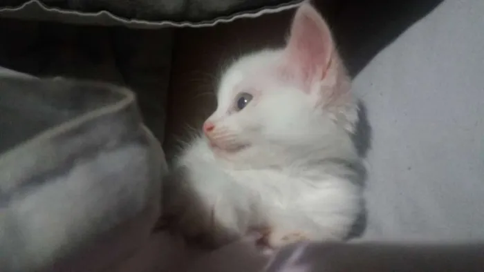 Gato ra a SRD idade Abaixo de 2 meses nome Gatos filhotes