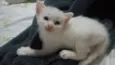 Gatos filhotes