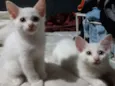 Gatos filhotes