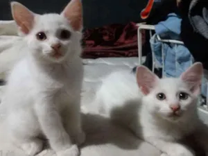 Gato raça SRD idade Abaixo de 2 meses nome Gatos filhotes