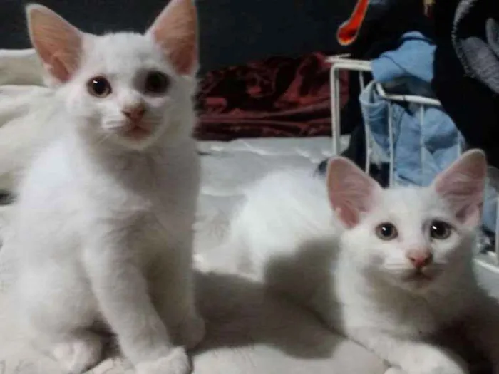 Gato ra a SRD idade Abaixo de 2 meses nome Gatos filhotes