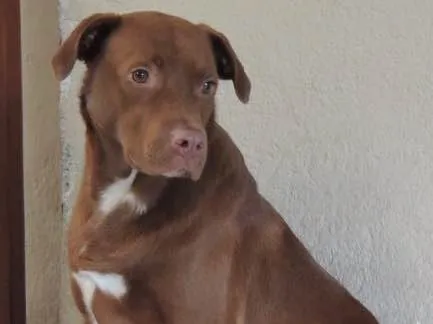 Cachorro ra a SRD idade 1 ano nome Chocolate