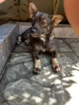 Nina