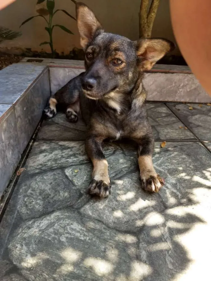 Cachorro ra a Srd idade 1 ano nome Nina