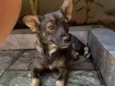 Nina