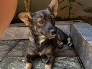 Cachorro raça Srd idade 1 ano nome Nina