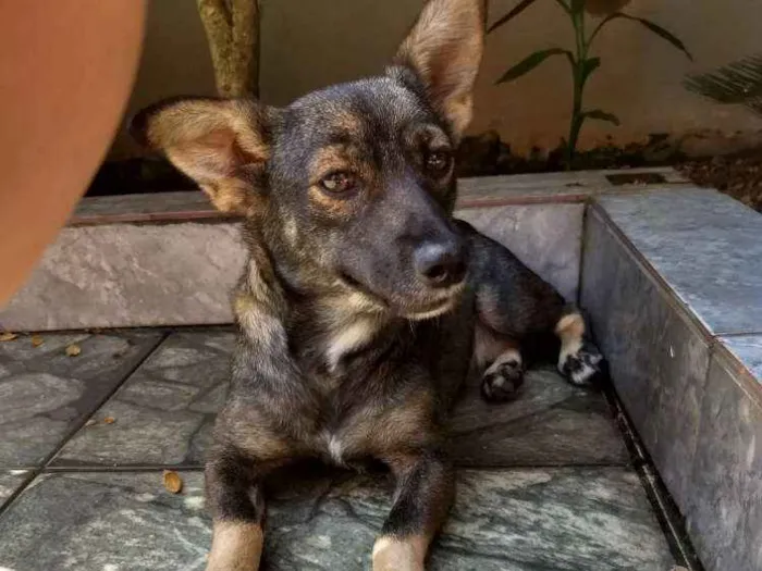 Cachorro ra a Srd idade 1 ano nome Nina