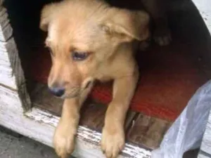 Cachorro raça  idade 2 a 6 meses nome Sem nome