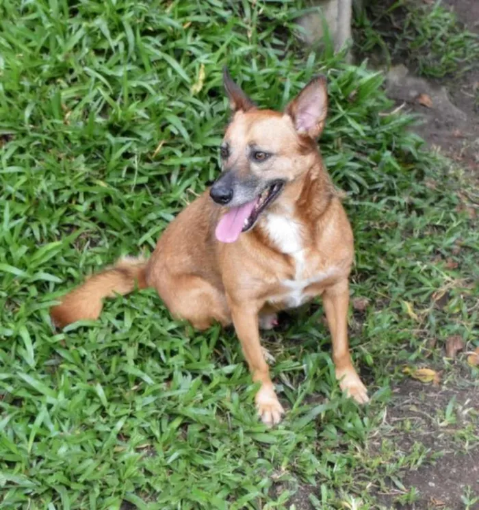Cachorro raça SRD idade 4 anos nome Amora